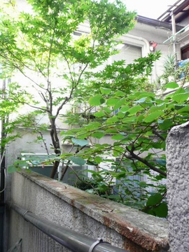 �h�ƃt�F���X